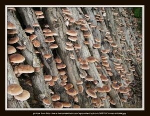 Shiitake Sharon Dale Farm