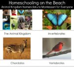 Animal Kingdom Nomenclature Montessori for Everyone