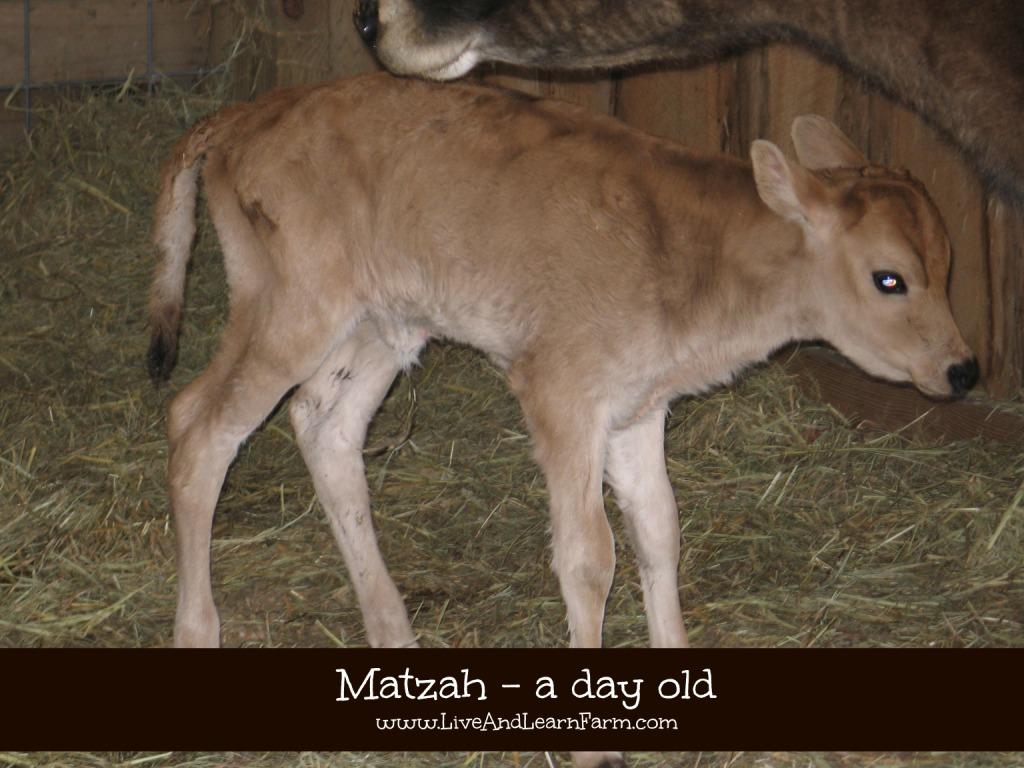 Updated... Matzah 1 day old