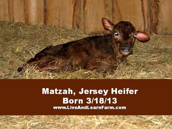 new calf, we named her Matzah