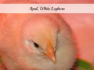 Surprise Baby Chick April