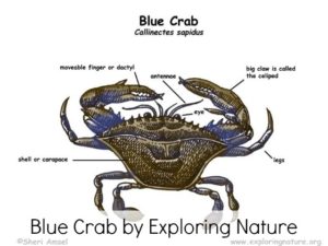 Blue Crab Exploring Nature