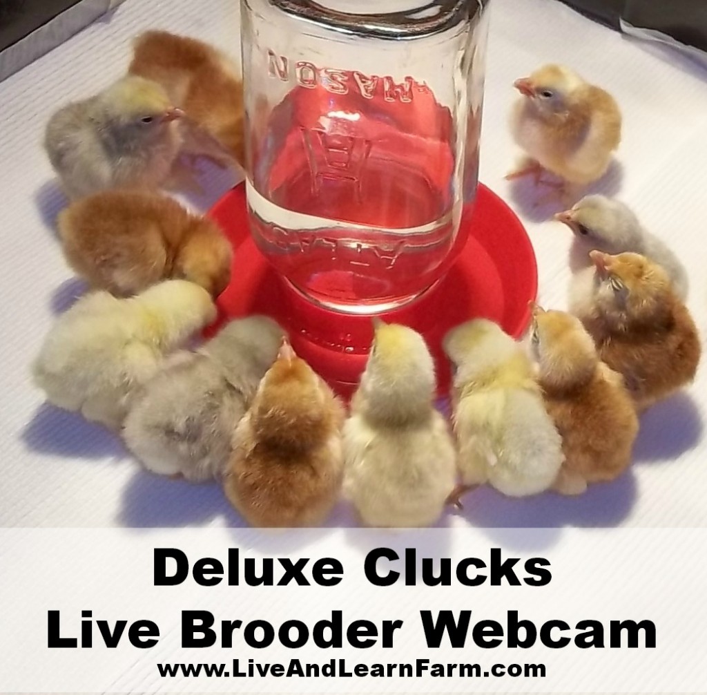 Deluxe Clucks Live Brooder Cam