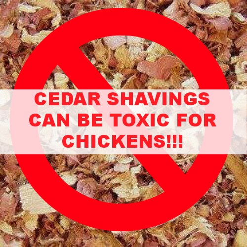 Cedar Shavings can be Toxic to Chickens