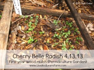 Cherry Belle Radish Perma-culture Garden