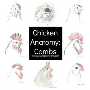 Chicken Anatomy Cones Free 3 part Cards