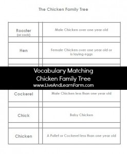 Vocabulary Matching Chicken Family Tree