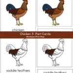 Chicken 3 Part Cards Montessori Print Shop