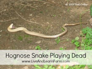 Hognose Snake Playing Dead 