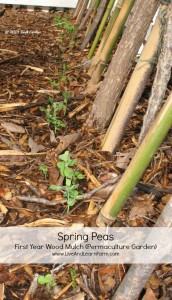 Peas Perma-culture Garden