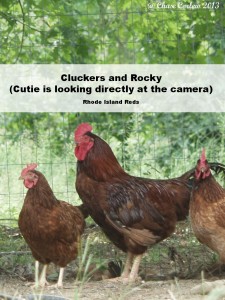 Cluckers, Rocky and Cutie Rhode Island Reds