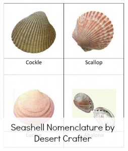 Seashell Nomenclature by Desert Crafter