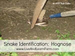 Snake Identification Hognose