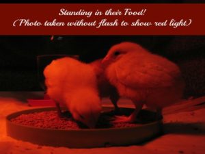 Standing in their food red light