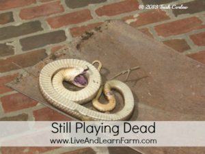 Hognose Snake playing dead