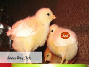 Surprise baby chicks
