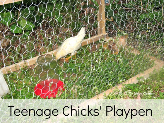 Chicks' Playpen