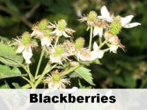 Blackberries