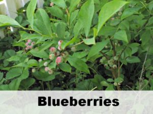 Blueberries