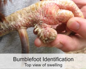 Bumblefoot Identification Top View