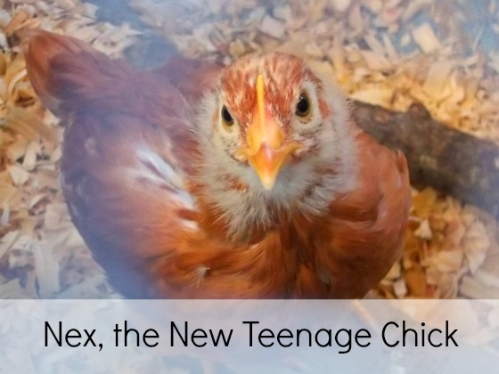 Nex, the new teenage chick