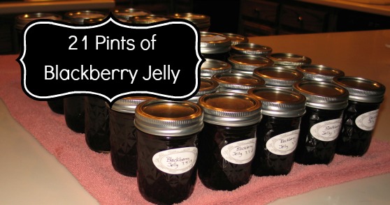 Blackberry Jelly 21 Pints