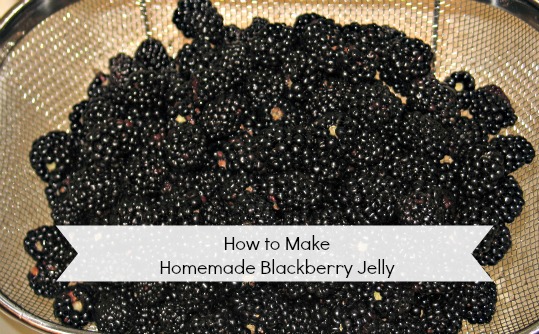 How to make homemade blackberry jelly