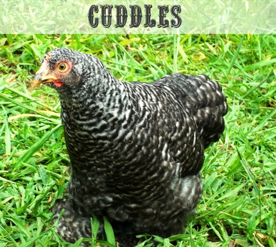 Barred Rock Cochin Bantam