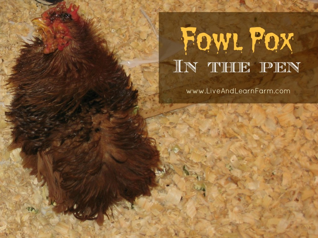 Fowl Pox in the Pen