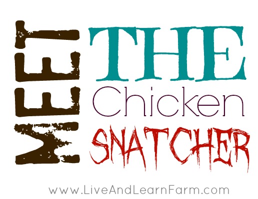 Meet the Chicken Snatcher