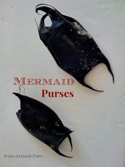 Mermaid Purses