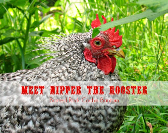 Nipper the Rooster