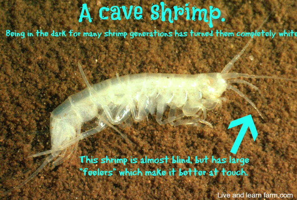 cave shrimp edited