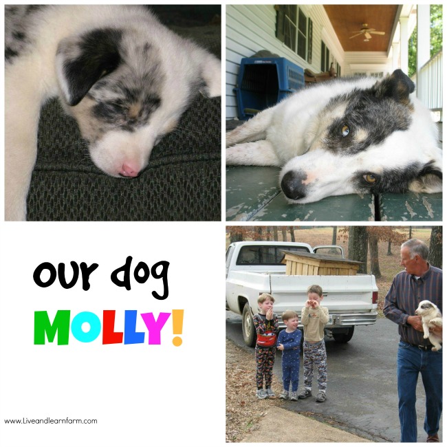 Molly Collage 
