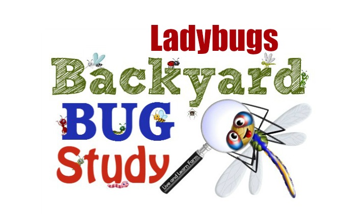 backyard bug study ladybugs post