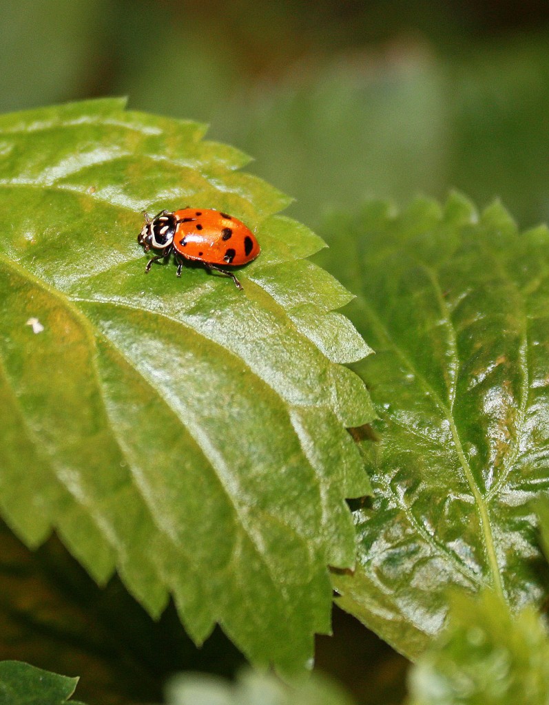 ladybug real