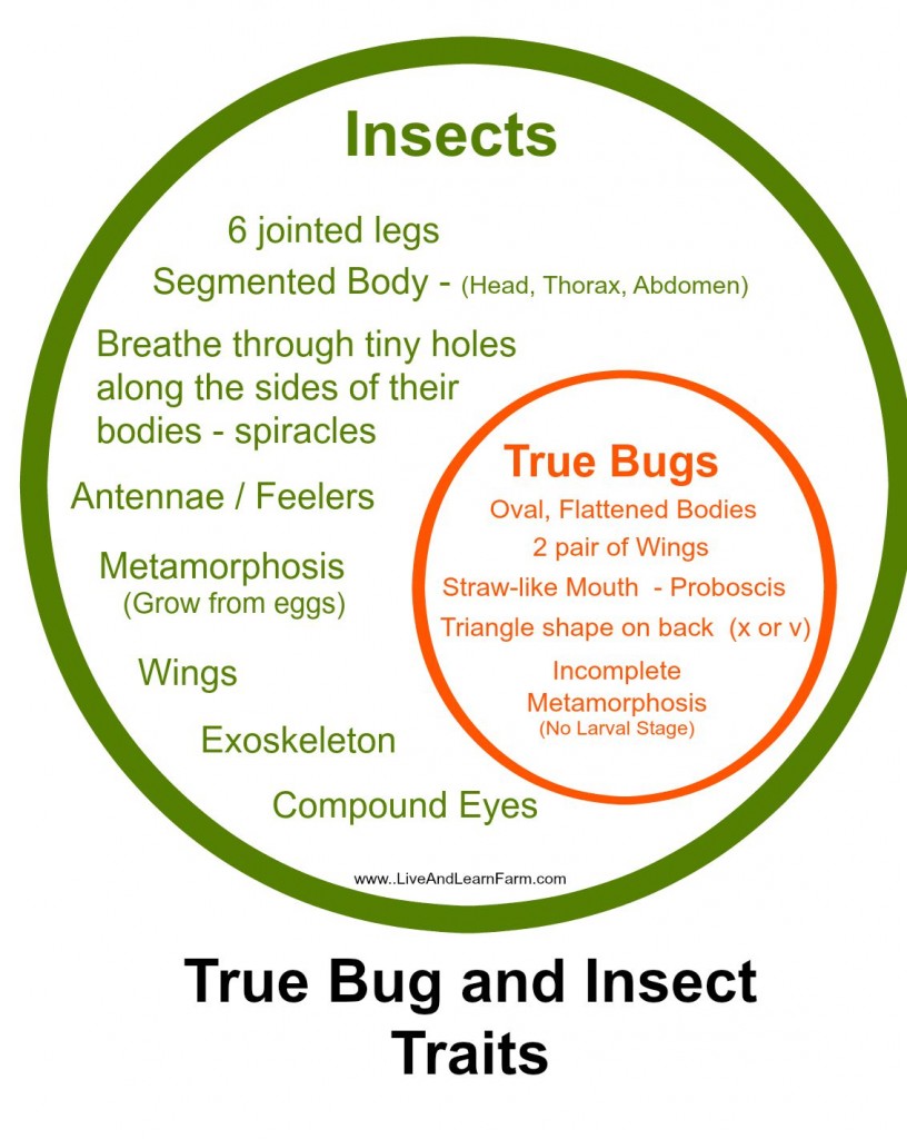 true bugs and insects