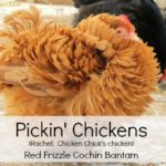 Pickin’ Chickens!!!