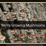 We’re Growing Mushrooms