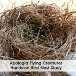 Apologia Flying Creatures Bird Nest Study