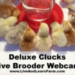 Announcing … The Deluxe Clucks Live Brooder Cam!!!