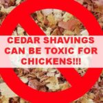 Cedar Shavings Can Be TOXIC for Chicks!