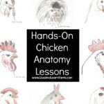 Hands-on Chicken Anatomy Lessons