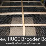 New HUGE Brooder Box