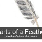 Parts of a Feather