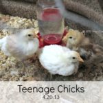 Teenage Chicks’ Playpen