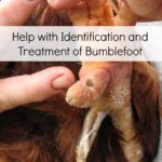 Help with Identification and Treatment of Bumblefoot