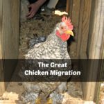 The Great Chicken Migration