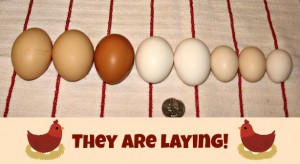 Hens are a' laying