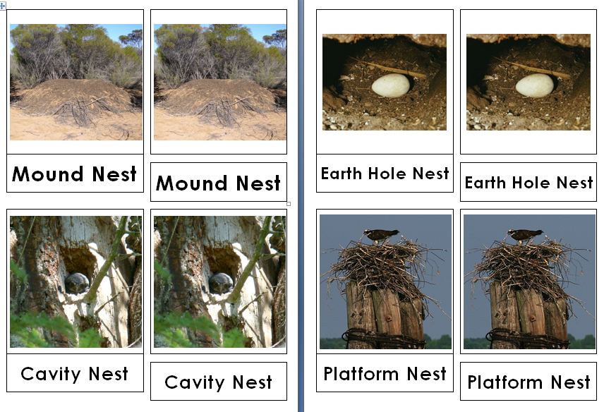 Types of Bird Nests 3 Part Cards - Live and Learn Farm